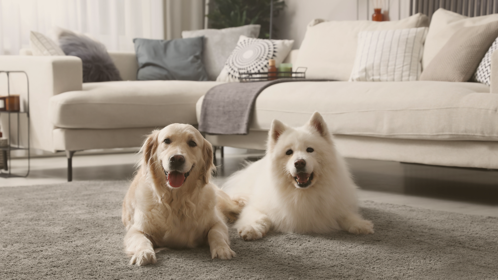 Selling a home with pets: how to prepare for viewings